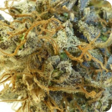 Flash  Cannabis  Seeds  Purple  Mazar