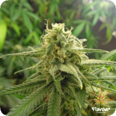 Flavour Chasers Cannabis Seeds Banana Og