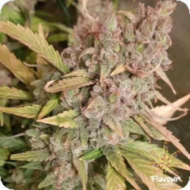 Flavour Chasers Cannabis Seeds Banana Zkittlez