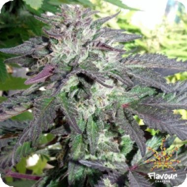 Flavour Chasers Cannabis Seeds Cherry Pie