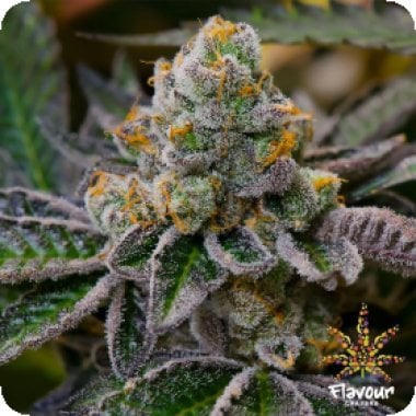 Flavour Chasers Cannabis Seeds Cookie Dough