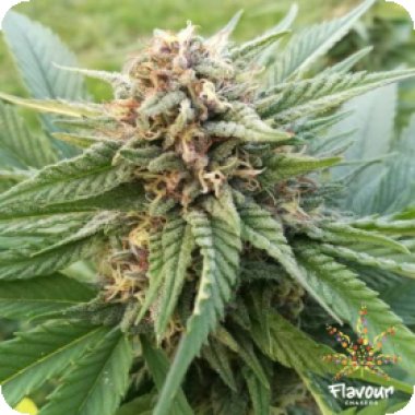 Flavour Chasers Cannabis Seeds Dosi Glue