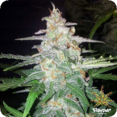 Flavour Chasers Cannabis Seeds Forbidden Glue