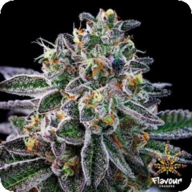 Flavour Chasers Cannabis Seeds Gelato 33