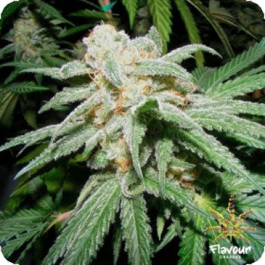 Flavour Chasers Cannabis Seeds Grapefruit Tangie