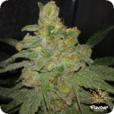 Flavour Chasers Cannabis Seeds Grease Monkey