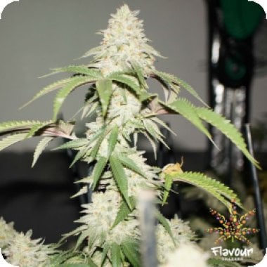 Flavour Chasers Cannabis Seeds Ice Cream Cake