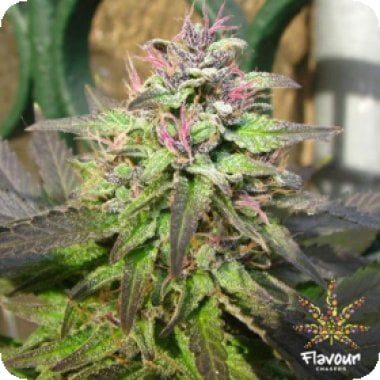 Flavour Chasers Cannabis Seeds Pink Runtz