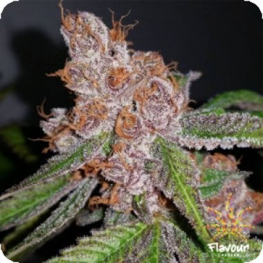 Flavour Chasers Cannabis Seeds Purple Urkle