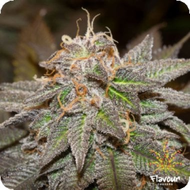 Flavour Chasers Cannabis Seeds Sherblato