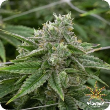 Flavour Chasers Cannabis Seeds Stardawg