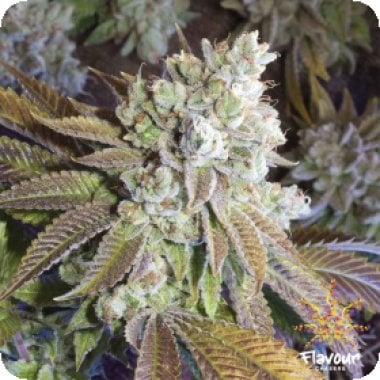 Flavour Chasers Cannabis Seeds Wedding Cake