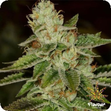 Flavour Chasers Cannabis Seeds Wifi