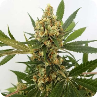 Freedom  Of  Cannabis  Seeds  Big  Domina  Auto