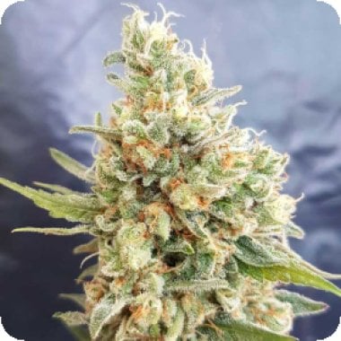 Freedom  Of  Cannabis  Seeds  Crystal  Dwarf  Auto