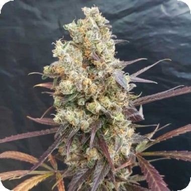 Freedom  Of  Cannabis  Seeds  Diesel  Devil  Auto