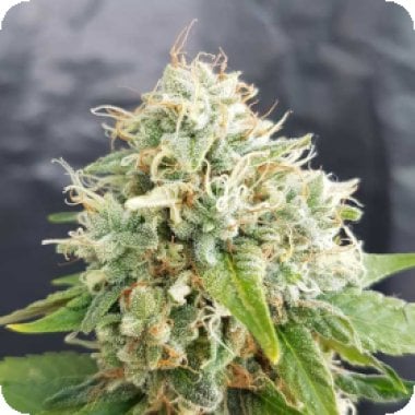 Freedom  Of  Cannabis  Seeds  Easy  Cheese  Auto