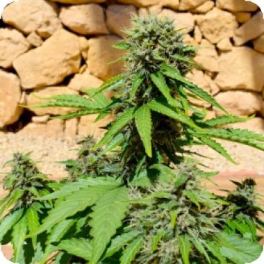 Freedom  Of  Cannabis  Seeds  Pixie  Punch  Auto