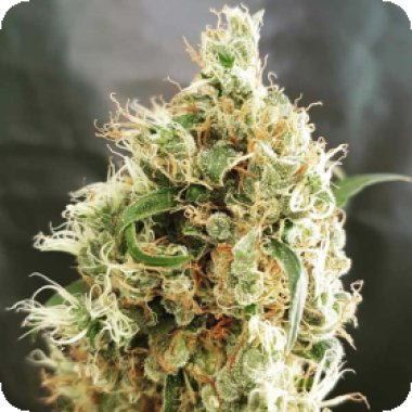 Freedom  Of  Cannabis  Seeds  White  Goblin  Auto