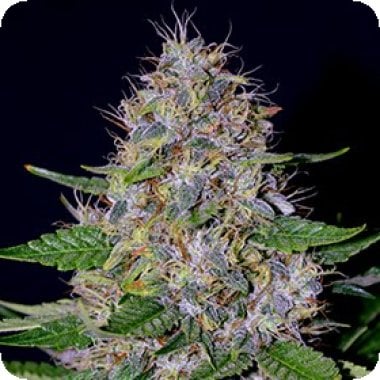 G13 Labs Cannabis Seeds Apple Crumble