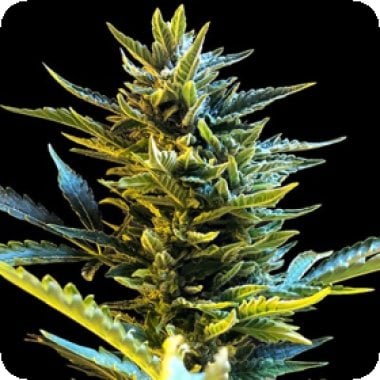 G13 Labs Cannabis Seeds Auto Bride Cake