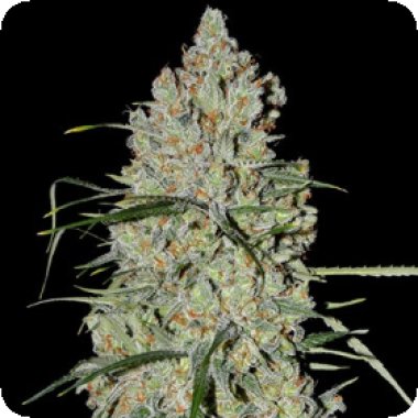 G13 Labs Cannabis Seeds Auto Pineapple Express 2
