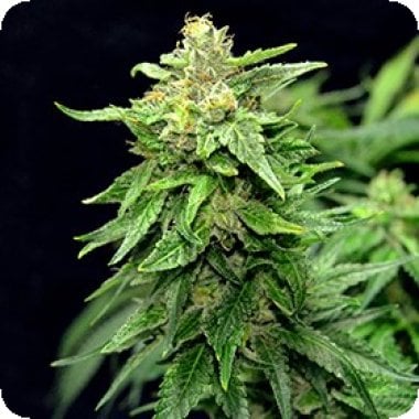 G13 Labs Cannabis Seeds Blue Cindy
