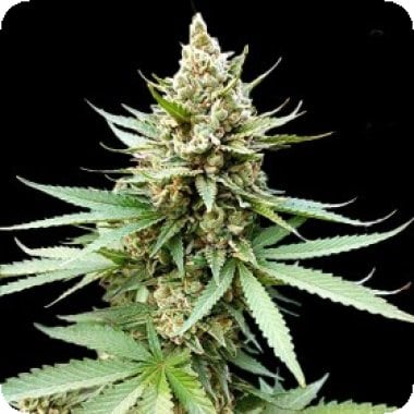 G13 Labs Cannabis Seeds Blue Og