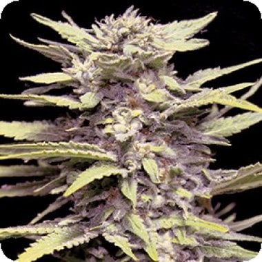 G13 Labs Cannabis Seeds Blueberry Gum