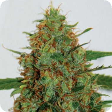 G13 Labs Cannabis Seeds C99