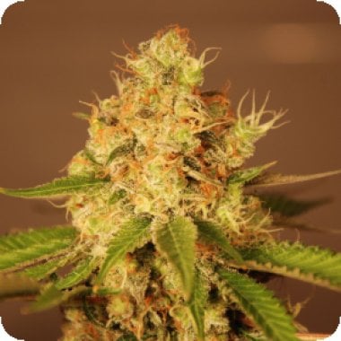 G13 Labs Cannabis Seeds Diesel Auto