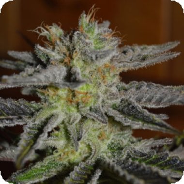 G13 Labs Cannabis Seeds Double Black
