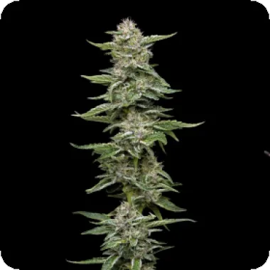 G13 Labs Cannabis Seeds Frozen Afghan Mintz