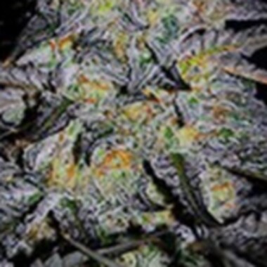 G13 Labs Cannabis Seeds Magnetic Marker