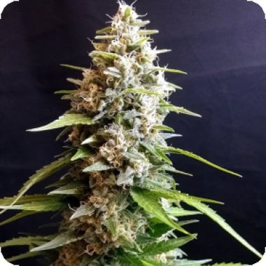 G13 Labs Cannabis Seeds Maltezerz