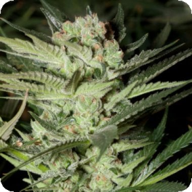 G13 Labs Cannabis Seeds Mozarella