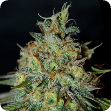 G13 Labs Cannabis Seeds Picante