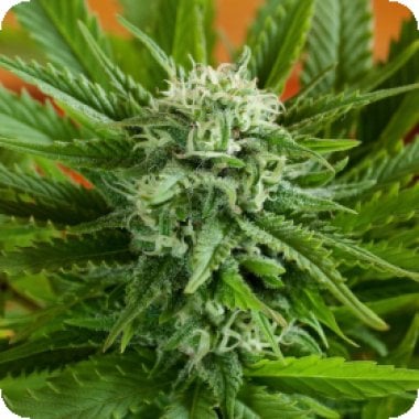 G13 Labs Cannabis Seeds Pineapple Express Auto