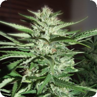 G13  Labs  Cannabis  Seeds  Pineapple  Express