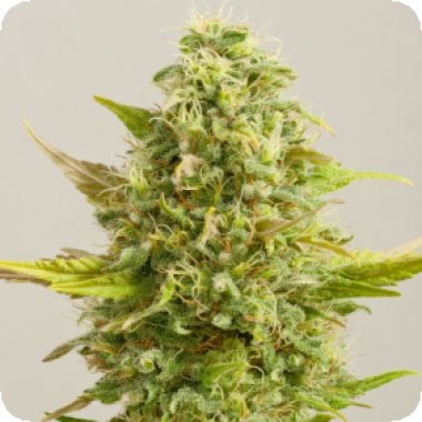 G13  Labs  Cannabis  Seeds  Royal  Kush