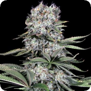 G13 Labs Cannabis Seeds Runtz 13