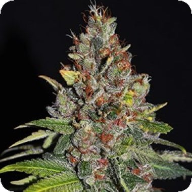 G13  Labs  Cannabis  Seeds  Tropical  Punch