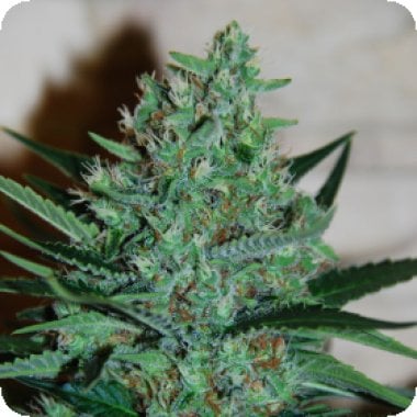 G13  Labs  Cannabis  Seeds  White  Lavender