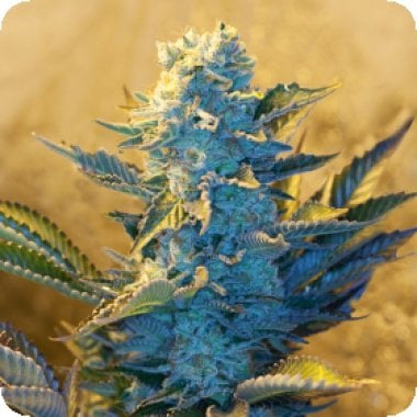 G13  Labs  Cannabis  Seeds  White  Widow