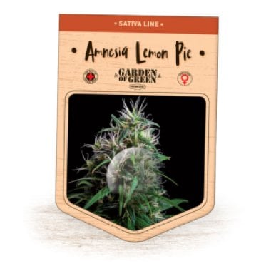 Garden Of Green Cannabis Seeds Amnesia Lemon Pie