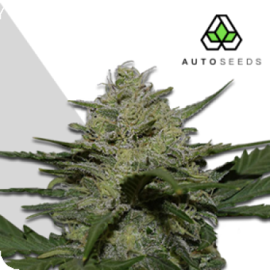 Girlscoutcookiesauto