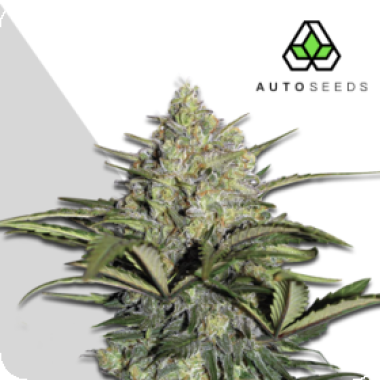 Gorillaglueauto