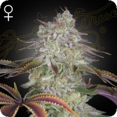 Green House Cannabis Seeds Alienz