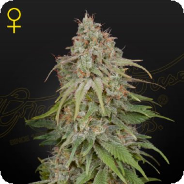 Green House Cannabis Seeds Amnesia