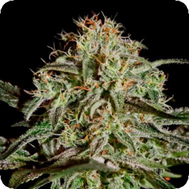 Green House Cannabis Seeds Ams